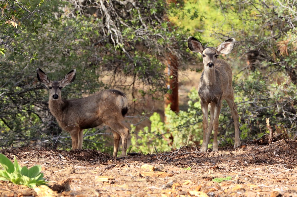 Deers in the Bradshaw Mountains, Arizona