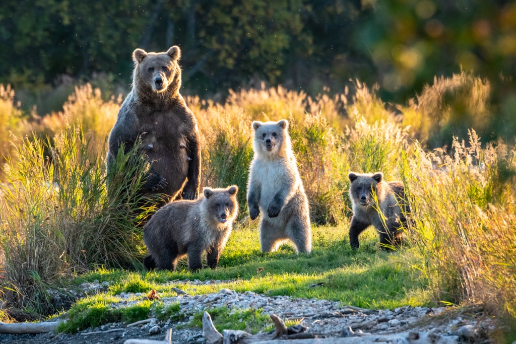 Besides humans, grizzlies are the undisputed kings of the Alaskan WIlderness. Denali