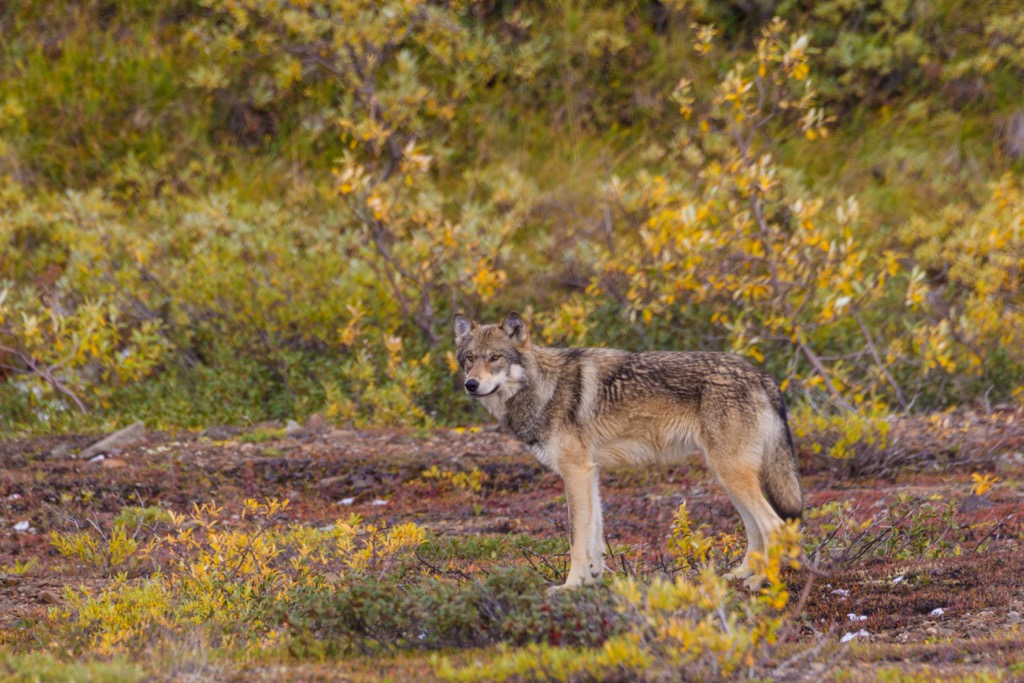 A wolf in Denali National Park. Denali