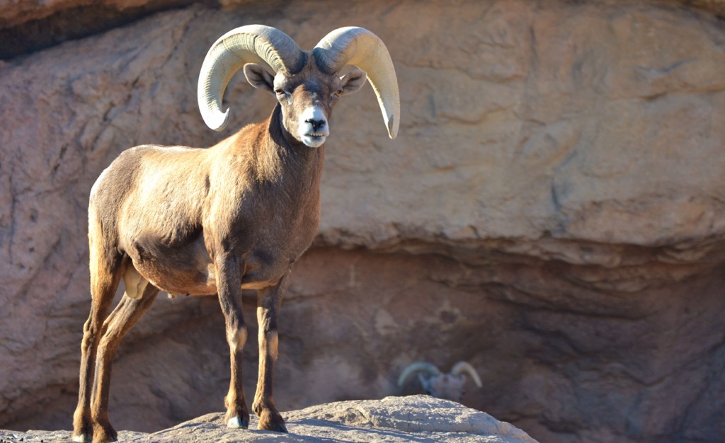 Desert Bighorn Sheep, Sonoran Desert, Cabeza Prieta National Wildlife Refuge, Arizona, USA