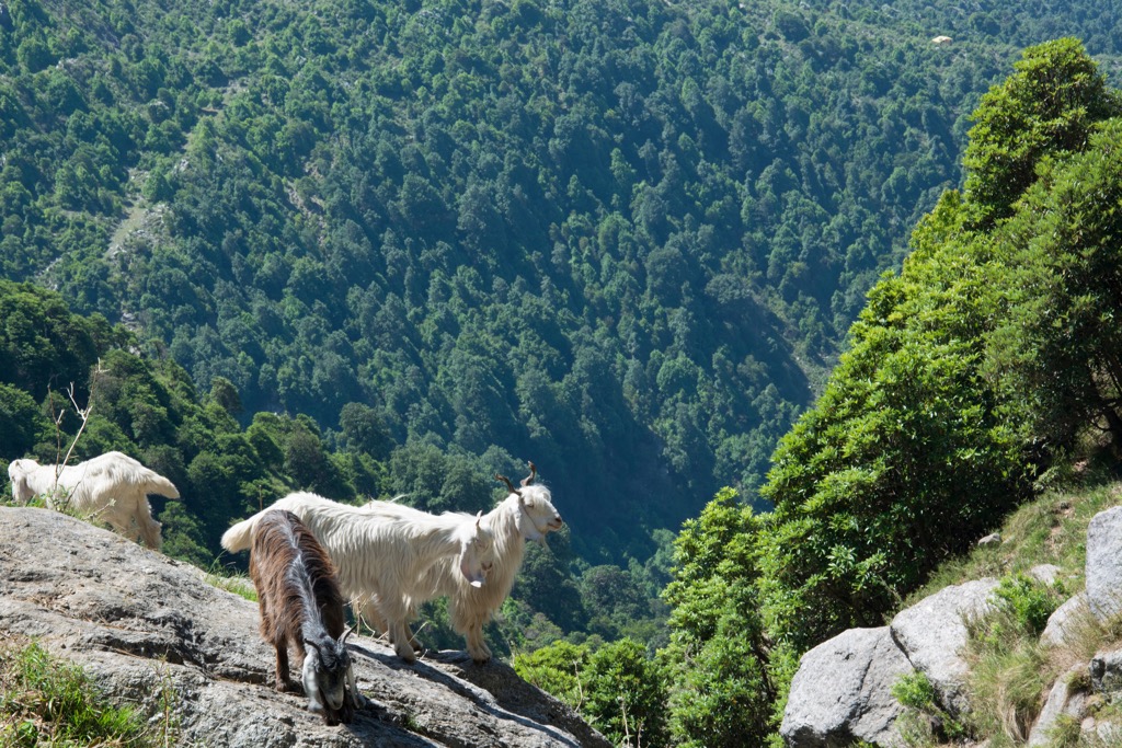 Dhauladhar Wildlife Sanctuary, Himachal Pradesh, India