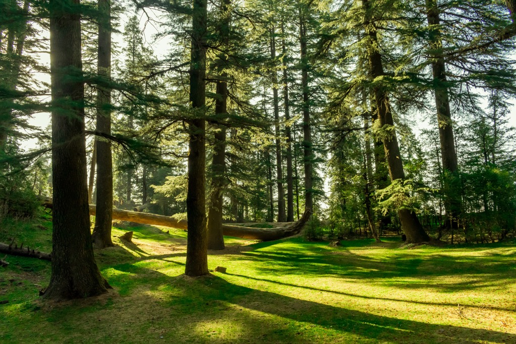 Dhauladhar Wildlife Sanctuary, Himachal Pradesh, India