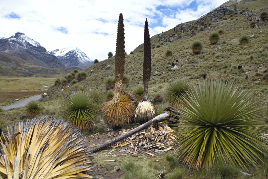Queen of the Andes, Aconcagua National Park, Distrito Las Cuevas
