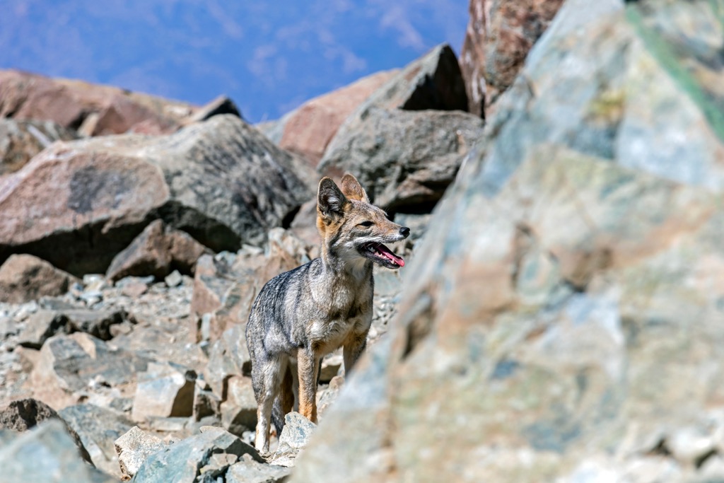 Aconcagua National Park, Distrito Las Cuevas