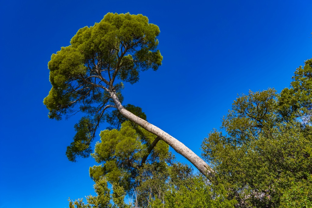 Divjaka-Karavasta National Park, Albania