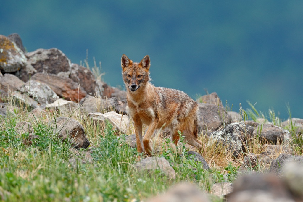 Divjaka-Karavasta National Park, Albania
