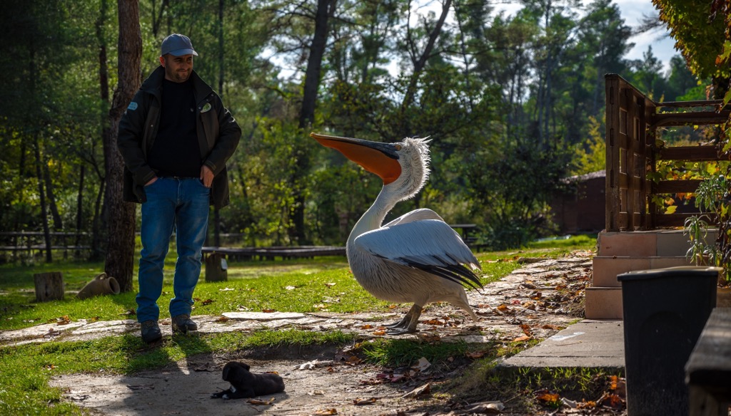 Divjaka-Karavasta National Park, Albania