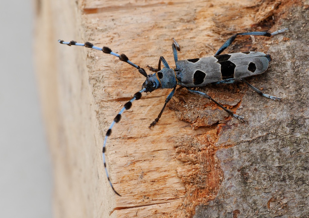 Rosalia alpina is an IUCN-listed vulnerable species ranging in beech forests throughout Europe. This specimen was photographed in Domogled-Valea Cernei. Domogled Valea Cernei