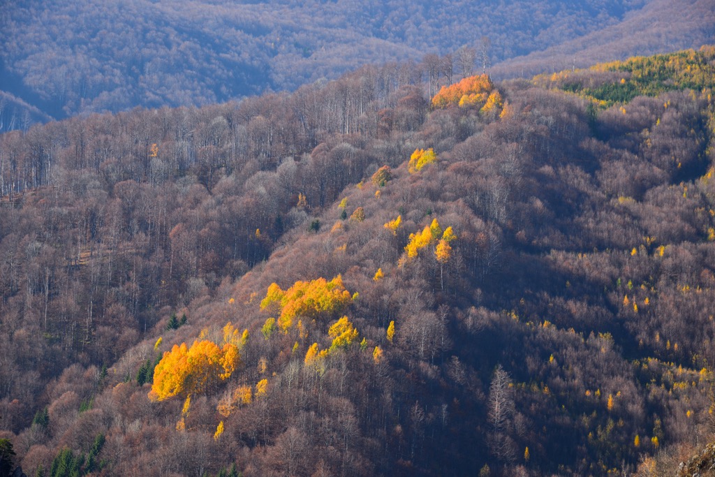 Birch trees showing off their propensity for autumn color amidst a dominant beech forest in Domogled-Valea Cernei. Domogled Valea Cernei