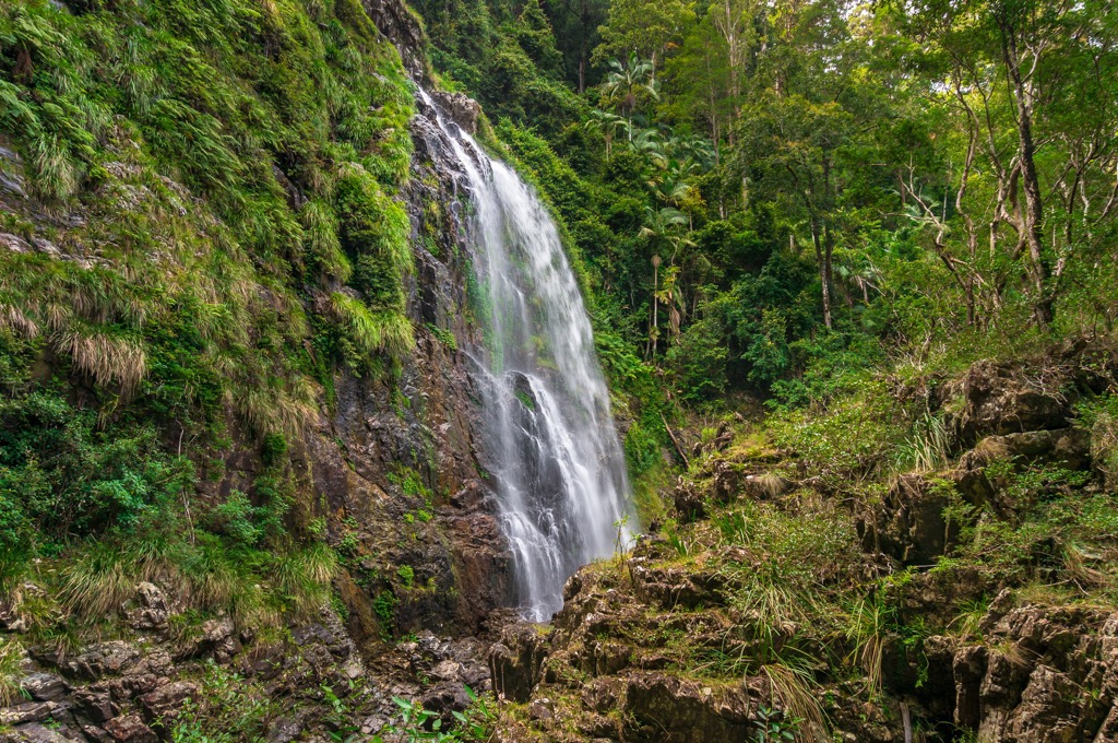 Dorrigo National Park, Australia