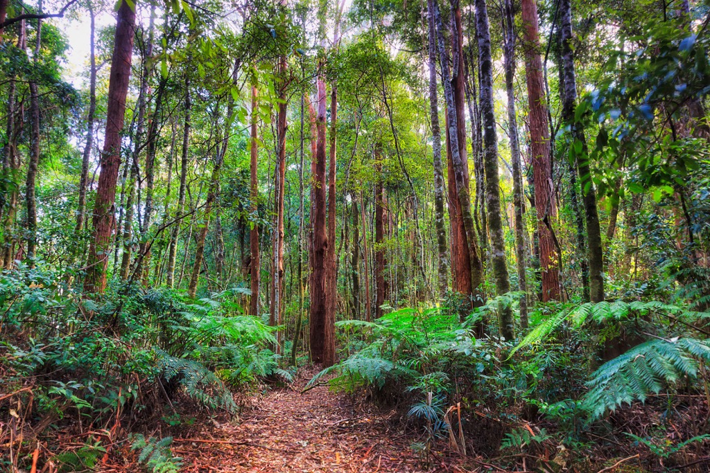 Dorrigo National Park, Australia
