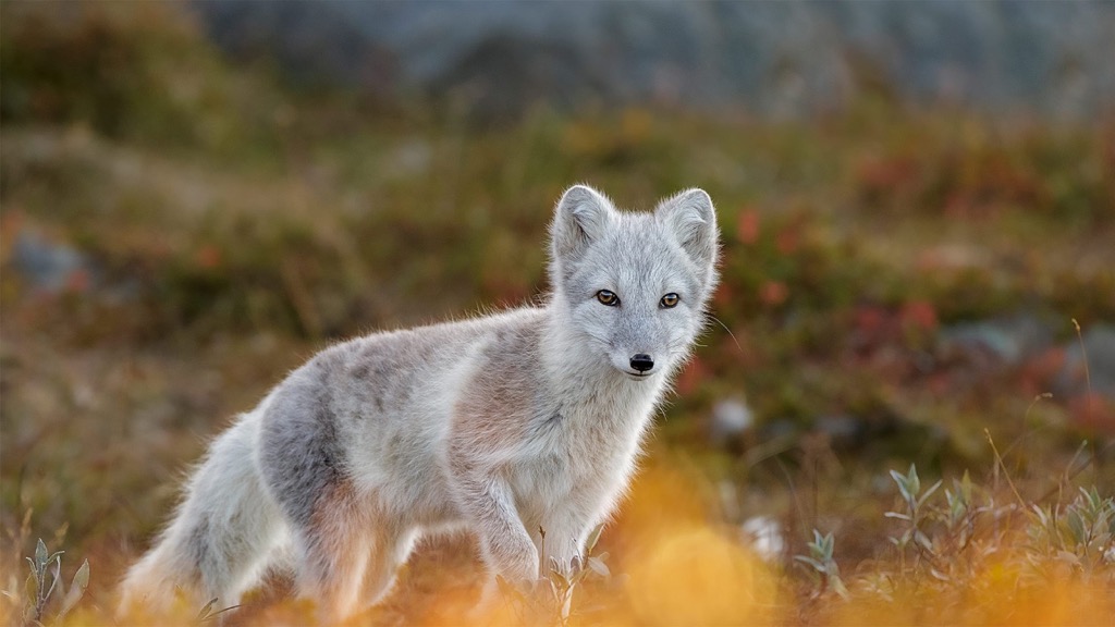 Dovrefjell–Sunndalsfjella National Park