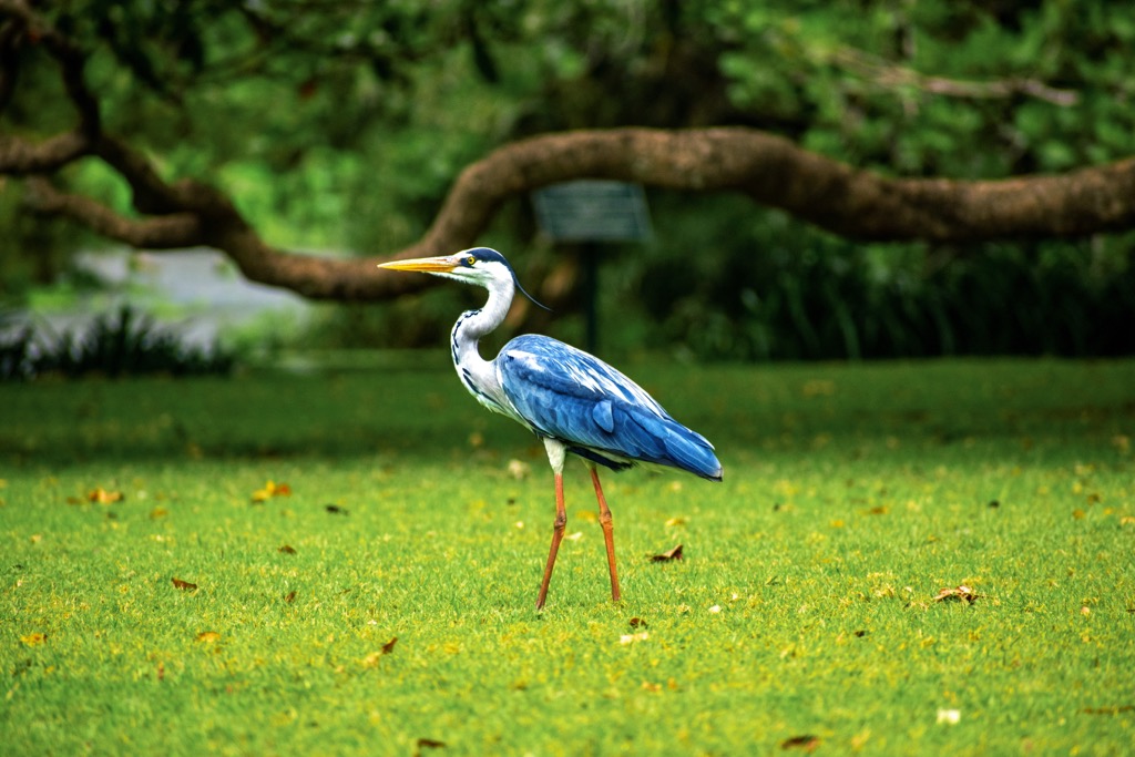 Wildlife at the Botanic Gardens in Durban, South Africa. Drakensberg Mountains