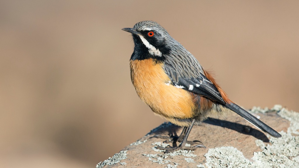 The endemic Drakensberg rockjumper. Drakensberg Mountains