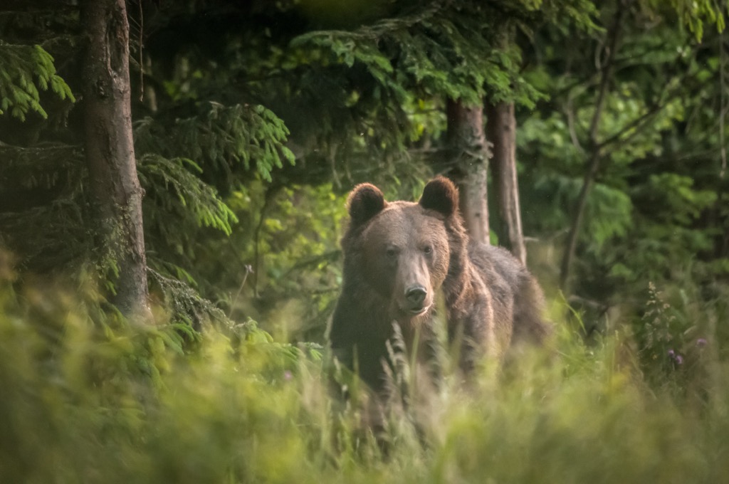 A Carpathian Brown Bear. Bears live in both Drina and Tara National Parks, and it’s important to be aware of their home. Carry a bear bell if you’re hiking, and keep dogs on a leash. Drina National Park