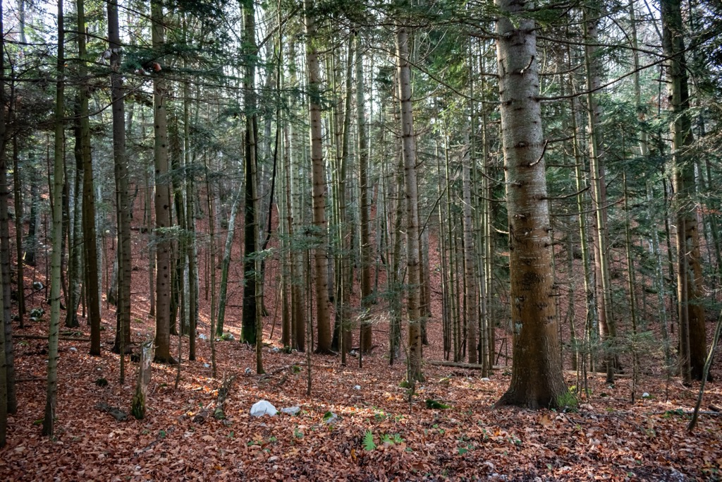 The forests of Drina National Park. Drina National Park