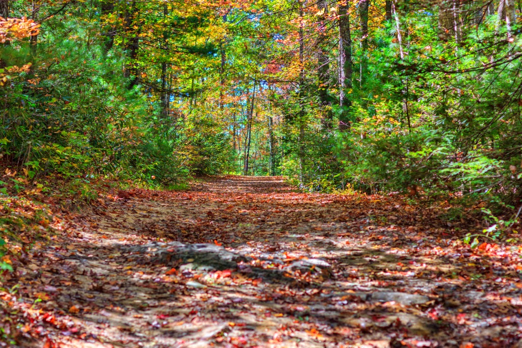 Dupont State Recreational Forest, North Carolina