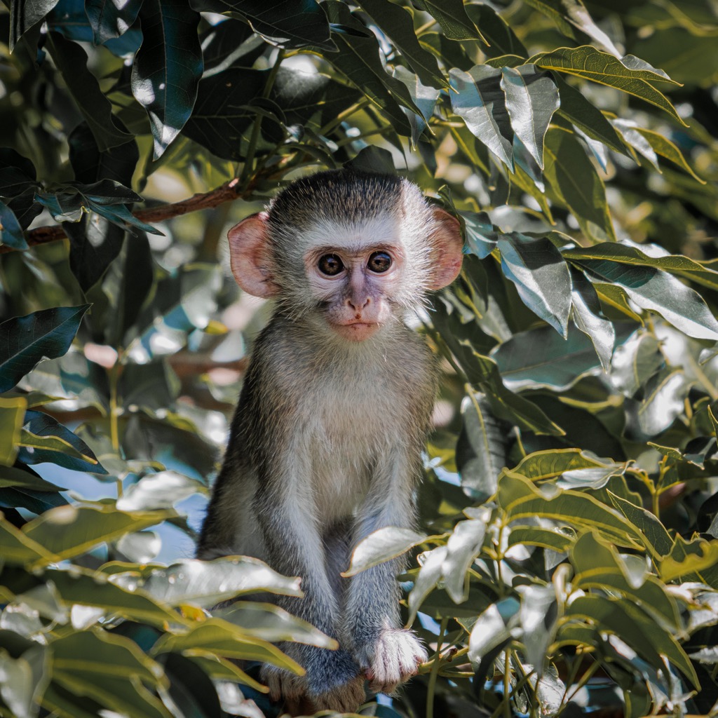 Vervet monkeys are one of the more common and charismatic residents of the Amathole Mountains around Hogsback. Eastern Cape