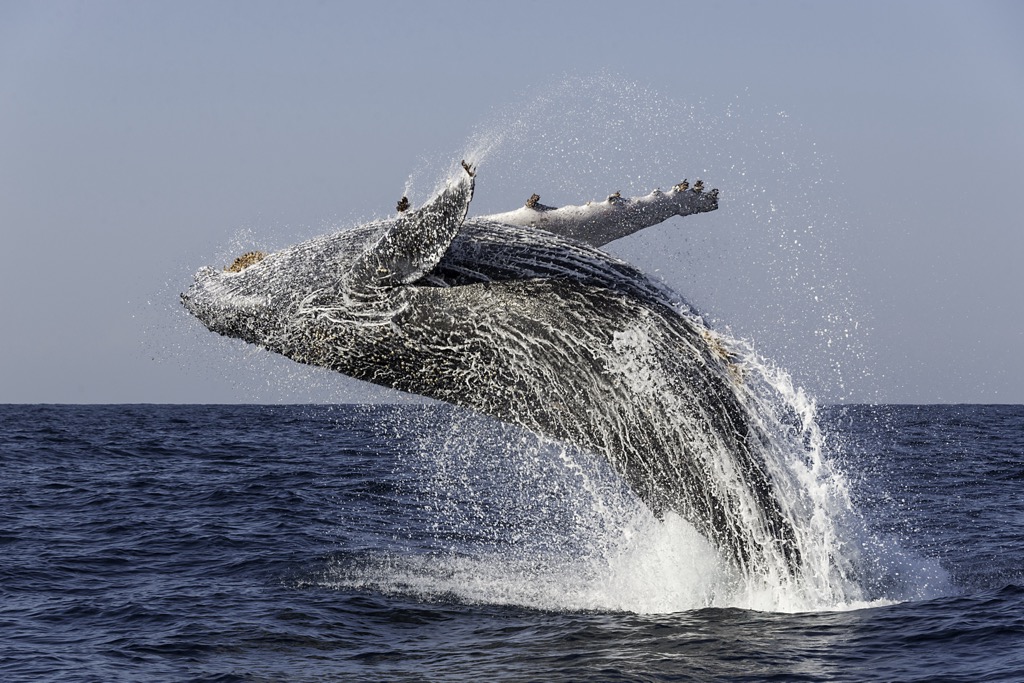 A humpback whale breaching off the eastern coast of South Africa during migration. Eastern Cape