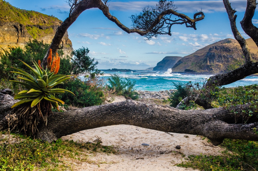 Coffee Bay is named after the hundreds of coffee trees that grow in the area. The trees originated from beans scattered either from a shipwreck or by pirates. Eastern Cape