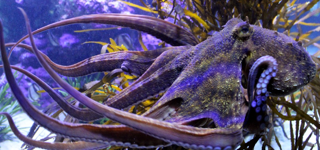 An octopus photographed along the South African coast. Eastern Cape