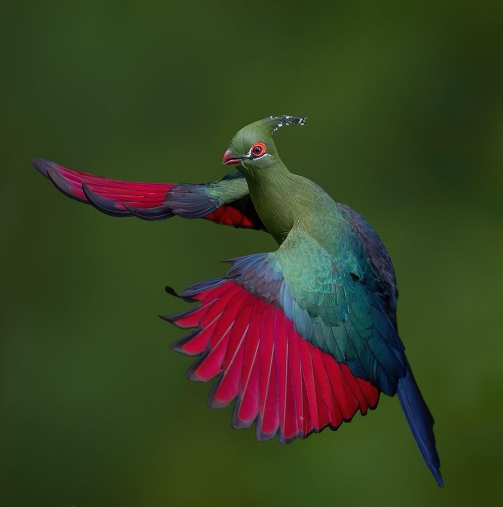 The endangered Knysna turaco. Eden District Municipality