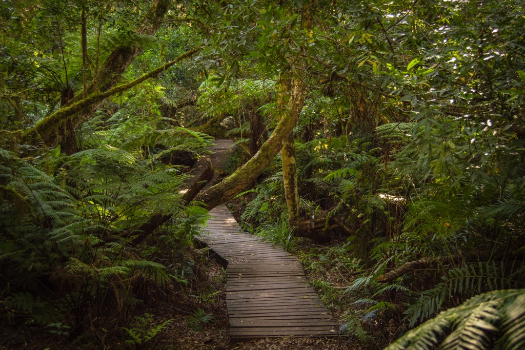 The unique rainforest of the Knysna Forest Trails. Eden District Municipality