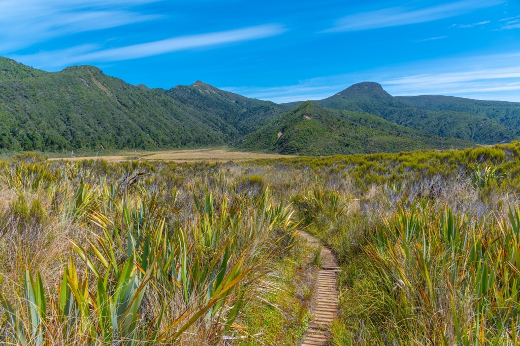 Ahukawakawa swamp, Egmont National Park, New Zealand