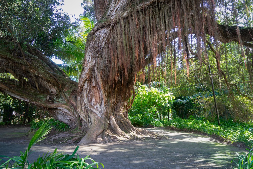 Northern Rata tree, Egmont National Park, New Zealand