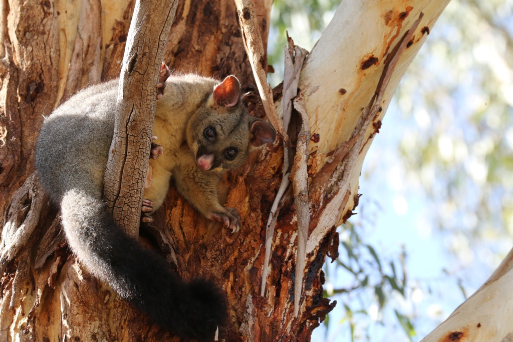 Possums, Egmont National Park, New Zealand