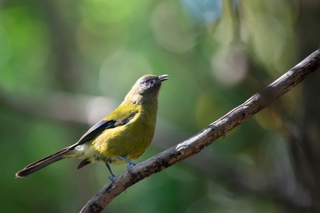 New Zealand bellbird (Anthornis melanura), Egmont National Park, New Zealand