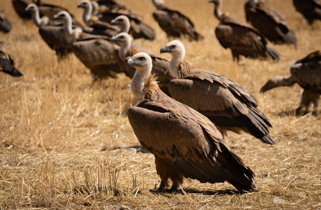 Griffon Vulture, Egypt