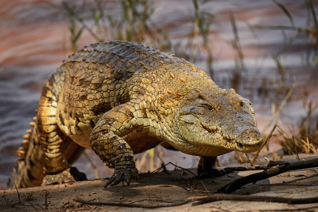 crocodiel, Egypt