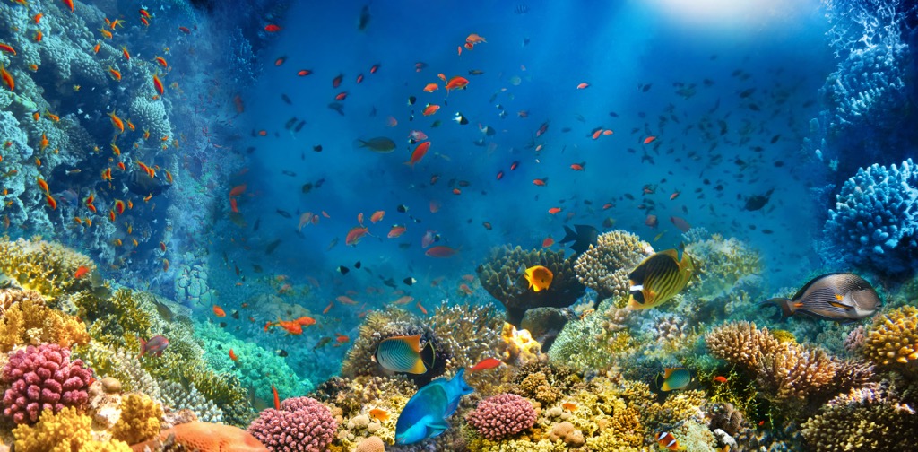 coral reef, Egypt