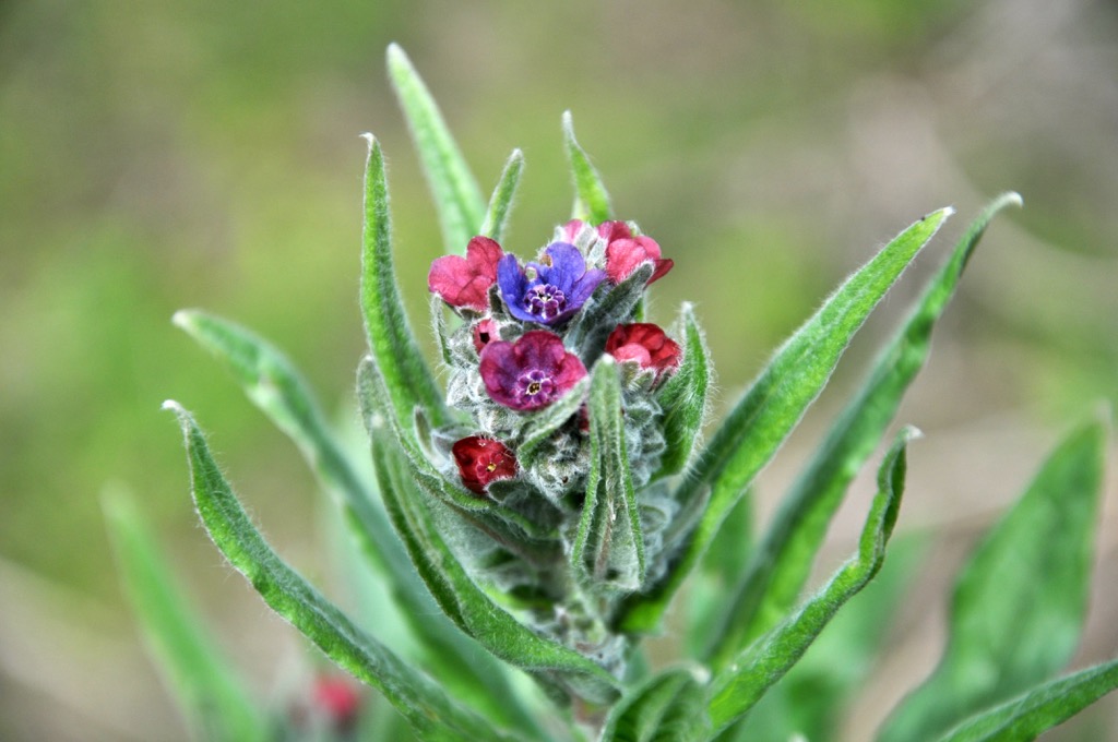 Eifel National Park, Germany