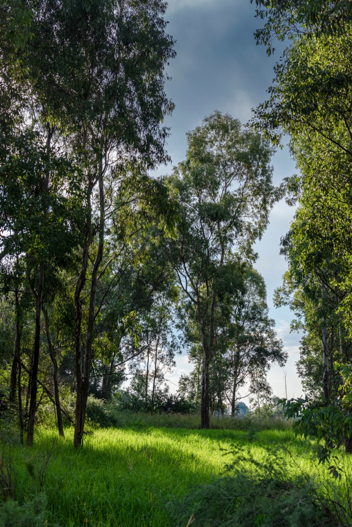 Modderfontein Nature Reserve. Ekurhuleni Metropolitan Municipality