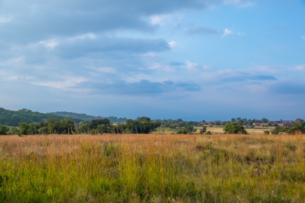 Native highveld vegetation in the Klipriviersberg Nature Reserve, one of the region’s largest preserves. Ekurhuleni Metropolitan Municipality