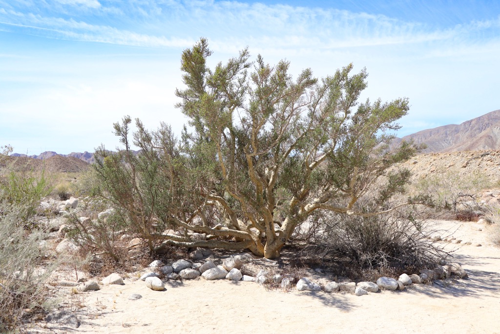 Elephant Tree, Bursera microphylla, Cabeza Prieta National Wildlife Refuge, Arizona, USA
