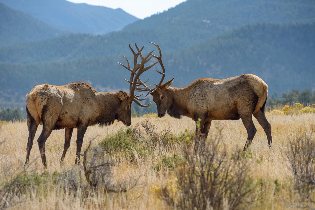 Elks, Mummy Range, Colorado, USA