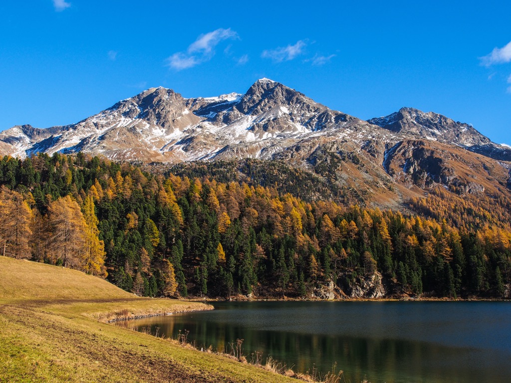Goldene Lärchen und Zirben an einem See im Oberengadin bei St. Moritz