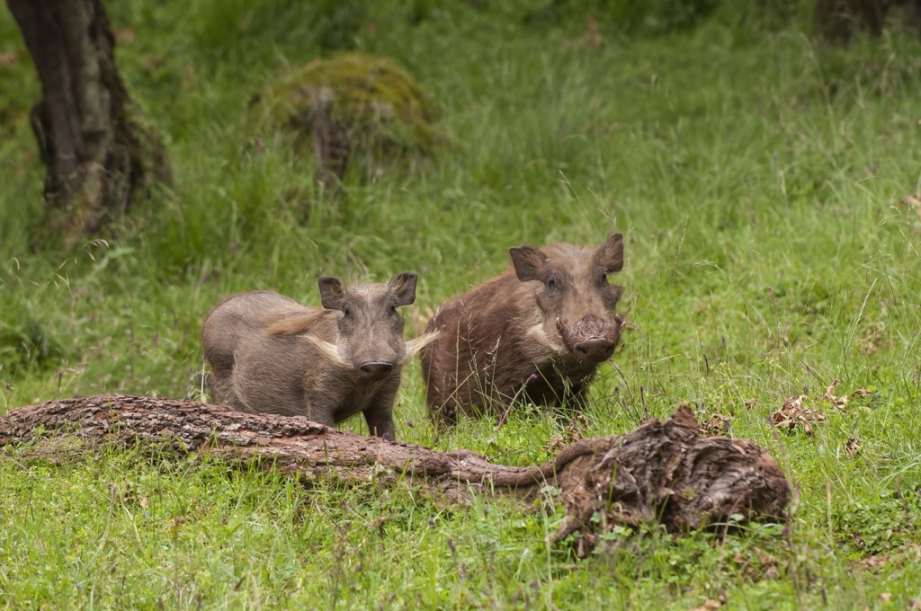 Eritrean warthog (Phacochoerus africanus aeliani). Eritrea