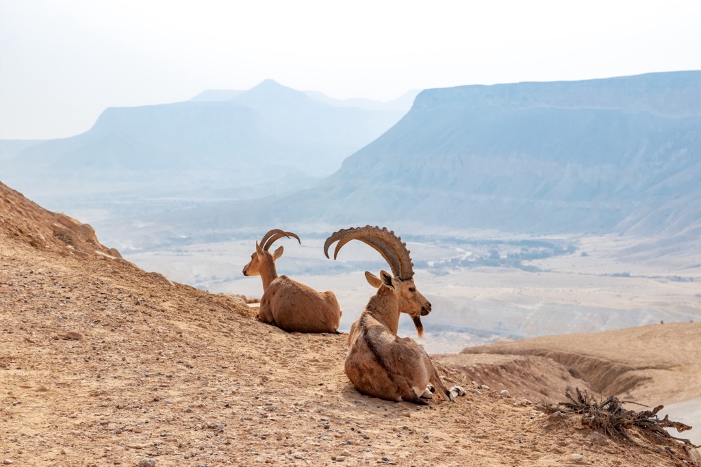 A Nubian Ibex (Capra nubiana) in Eritrea. Eritrea