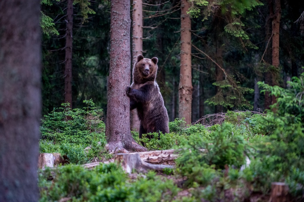 A brown bear in the Carpathians. Fagaras Mountains