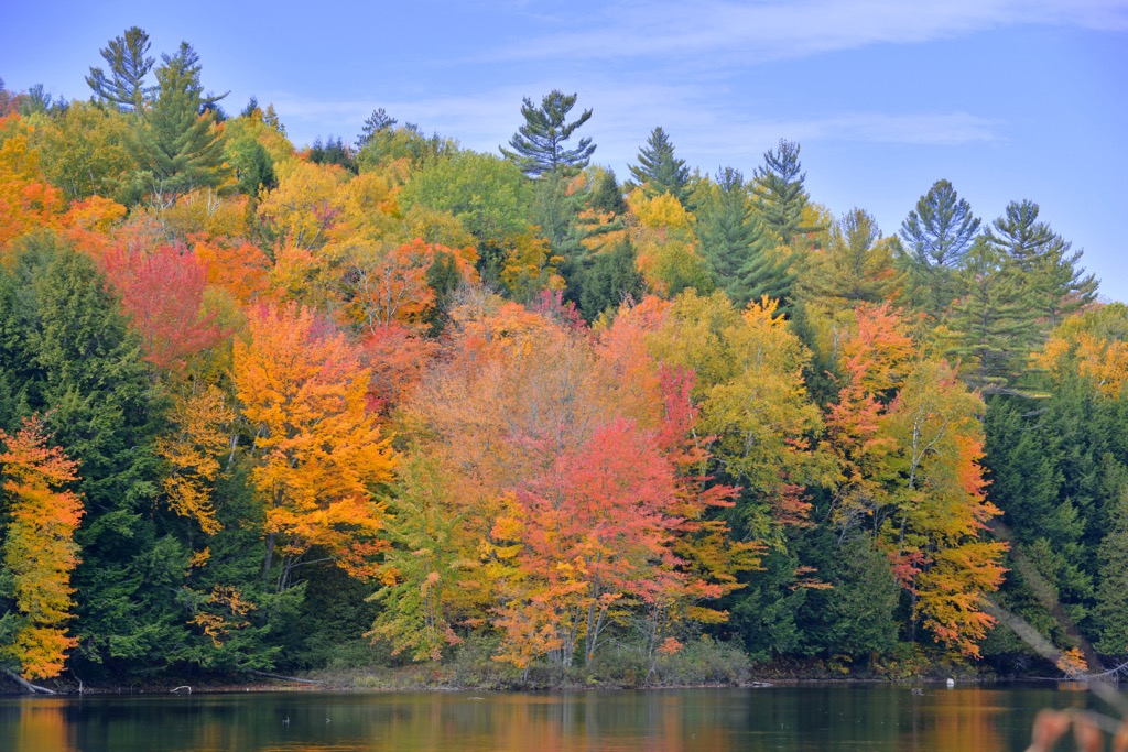 Ferris Lake Wild Forest, New York
