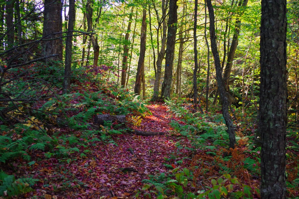 Ferris Lake Wild Forest, New York