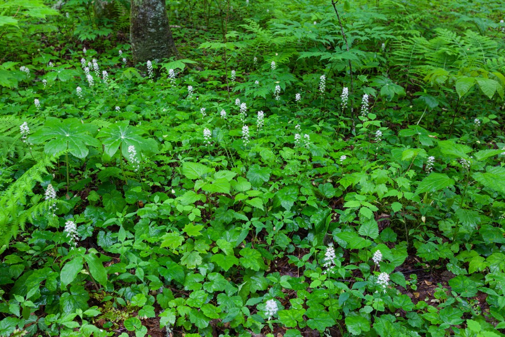 Fires Creek Backcountry Area, North Carolina