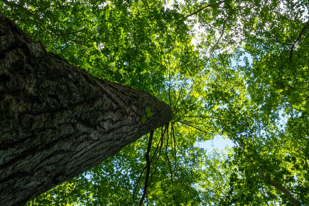 Fires Creek Backcountry Area, North Carolina