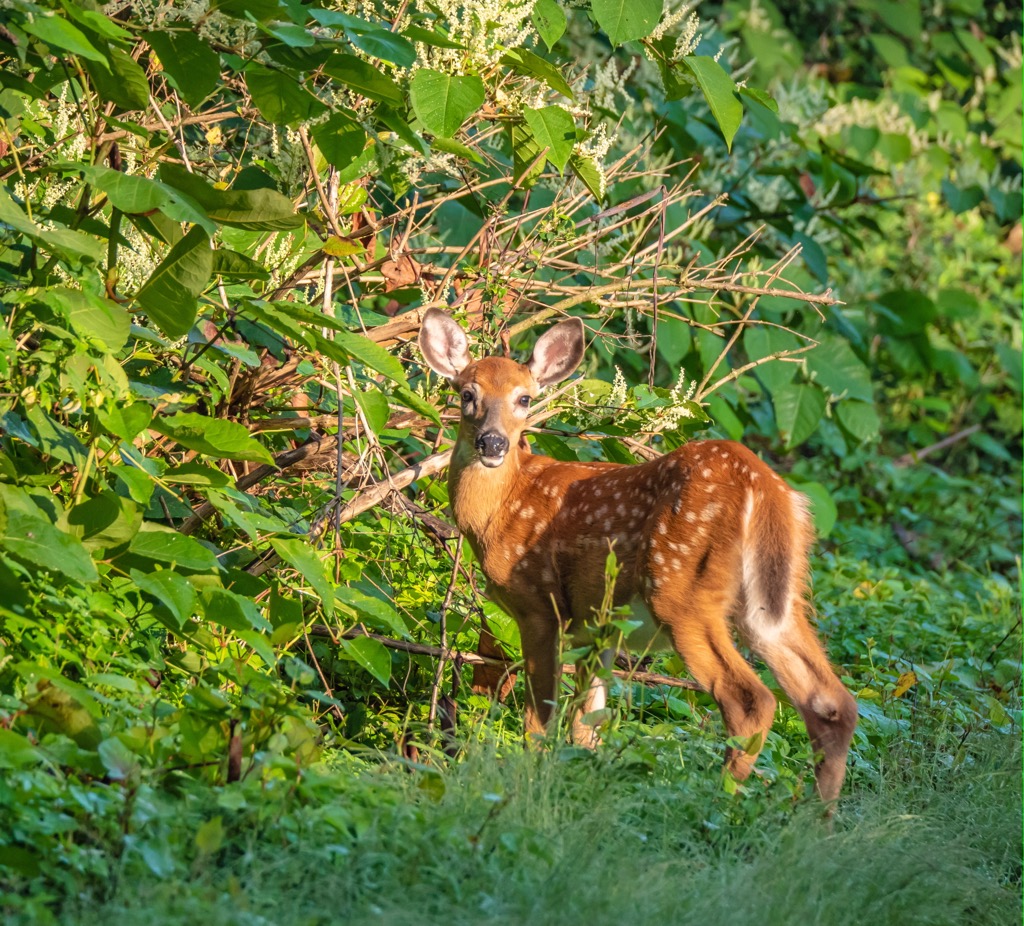 Five Ponds Wildernessk, New York