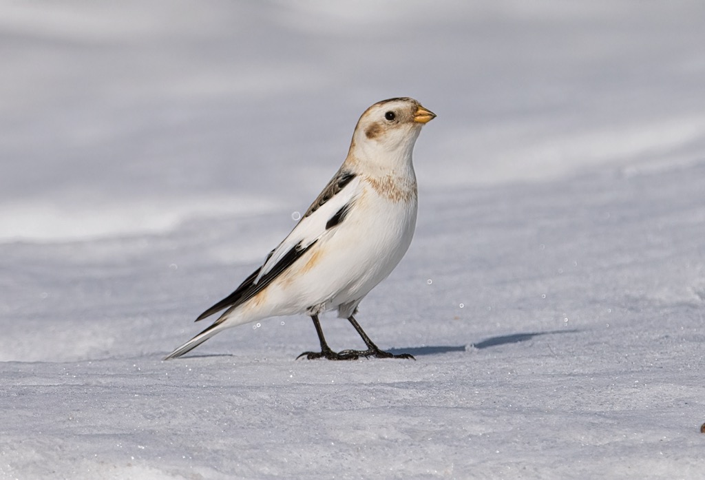 Snow buntings are the most common birds in Fjallabak Nature Reserve. Fjallabak Nature Reserve