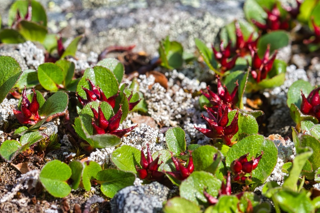 Dwarf willow is one of the most colorful plants growing across Fjallabak’s sand dunes and lava fields. Fjallabak Nature Reserve